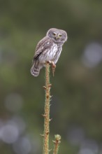 Sparrow owl (Glaucicium passerinum) sitting on the tip of a spruce tree, Pillberg, Pill, Tyrol,