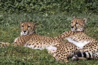 Cheetah (Acinonyx jubatus), Herberstein Wildlife, Herberstein, Styria, Austria