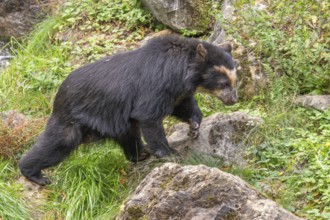 Spectacled bear (Tremarctos ornatus), Herberstein wildlife, Herberstein, Styria, Austria