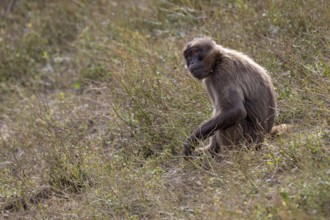 Gelada Baboon (Theropithecus gelada), female, Tierwelt Herberstein, Herberstein, Styria, Austria