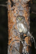 Sparrow owl (Glaucicium passerinum) sitting on a branch, Heuberg, Stans, Tyrol, Austria