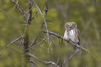 Sparrow owl (Glaucicium passerinum) sitting on a branch, Pillberg, Pill, Tyrol, Austria