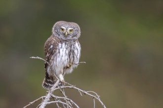 Sparrow owl (Glaucicium passerinum) sitting on the tip of a spruce tree, Pillberg, Pill, Tyrol,