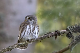 Sparrow owl (Glaucicium passerinum) sitting on a branch, Hausstatt, Weerberg, Tyrol, Austria