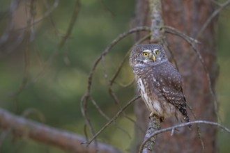 Sparrow owl (Glaucicium passerinum) sitting on a branch, Heuberg, Stans, Tyrol, Austria