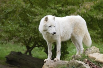 Arctic wolf (Canis lupus arctos), Herberstein wildlife, Herberstein, Styria, Austria