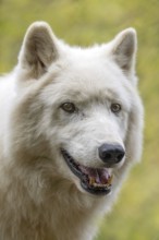 Arctic wolf (Canis lupus arctos), Herberstein wildlife, Herberstein, Styria, Austria