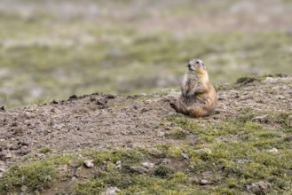 Prairie Dog (Cynomys ludovicianus), Herberstein Wildlife, Herberstein, Styria, Austria