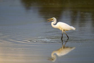 Great egret (Egretta alba) standing in shallow water and preying on small fish, Naturquartier