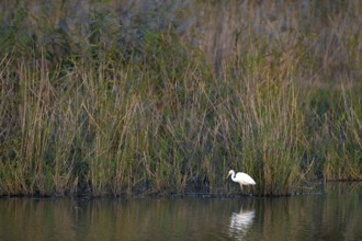 Great egret (Egretta alba) standing in shallow water, Naturquartier Grosswilfersdorf,