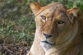 African lion (Panthera leo), female, wildlife Herberstein, Herberstein, Styria, Austria