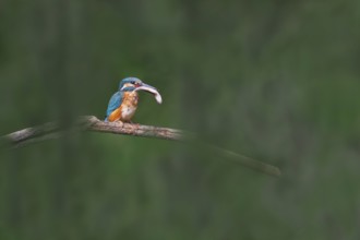 Kingfisher (Alcedo atthis) with captured fish, Littlewood Ranch, Limbach, Burgenland, Austria