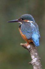 Kingfisher (Alcedo atthis) sitting on a branch, Littlewood Ranch, Limbach, Burgenland, Austria