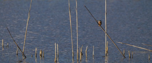Kingfisher (Alcedo atthis) in reeds, Naturquartier Grosswilfersdorf, Grosswilfersdorf, Styria,