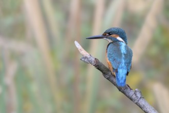 Kingfisher (Alcedo atthis) sitting on a branch, Littlewood Ranch, Limbach, Burgenland, Austria