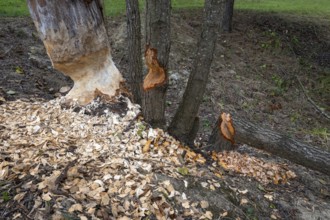 European beaver (Castor fiber), eating marks, Littlewood Ranch, Limbach, Burgenland, Austria