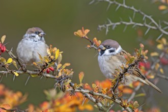 Tree sparrow (Passer montanus) sitting in a barberry bush, Littlewood Ranch, Limbach, Burgenland,
