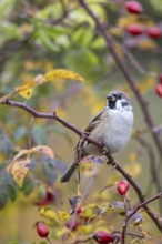 Tree sparrow (Passer montanus) sitting in a wild rose bush, Littlewood Ranch, Limbach, Burgenland,