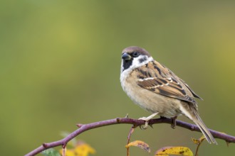 Tree sparrow (Passer montanus) sitting in a wild rose bush, Littlewood Ranch, Limbach, Burgenland,