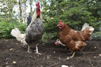 Domestic chickens, Gallus gallus domesticus, with roosters searching for food in outdoor