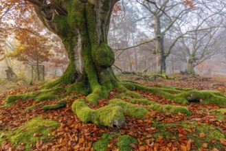 Beech in Hutewald Halloh, Hesse, Germany