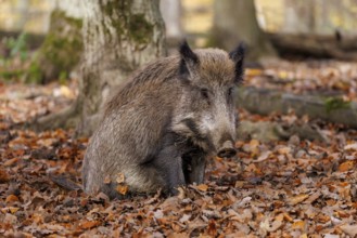 Wild boar (Sus scrofa), Germany