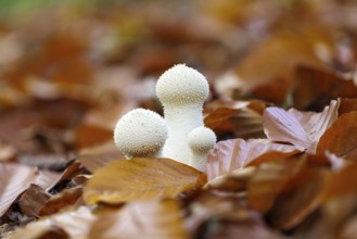 Bottle Stäubling (Lycoperdon perlatum), Germany