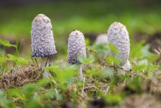 Schopf tintling (Coprinus comatus), Germany