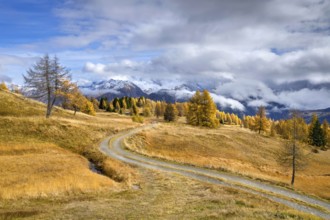 Autumnal larch meadows, behind Olperer, Fußstein, Schrammacher, Sagwandspitze, Vinaders, Tyrol,