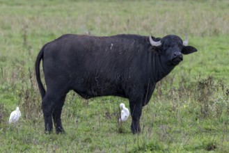 Water buffalo (Bubalus arnee) and cow heron (Ardea ibis, synonym: Bubulcus ibis), Naturquartier