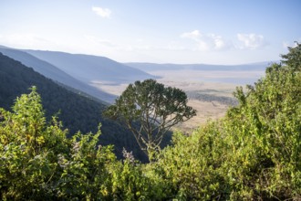 View from the crater rim over Ngorongoro Crater, candelabra tree (Euphorbia candelabrum), in the