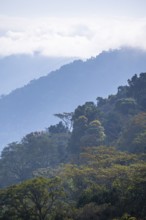 View of Ngorongoro Crater, Crater Viewpoint, mountain slopes with forest, Ngorongoro Conservation