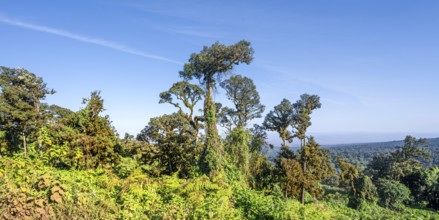Trees, forest on the crater rim of Ngorongoro Crater, Ngorongoro Conservation Area, Tanzania