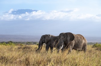 African elephants (Loxodonta africana) in picturesque landscape with the summit of Mount