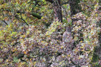A female cougar (Puma concolor) rests hidden by leaves on a big branch high up in an oak tree. W