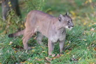 A male cougar (Puma concolor) stands in tall grass in a forest, looking around. W USA, S Canada,