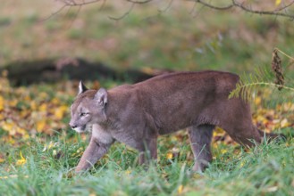 A male cougar (Puma concolor) runs through tall grass in a forest bathed in autumnal colors. W USA,