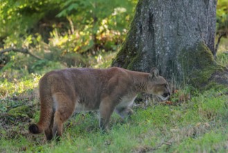 A male cougar (Puma concolor) runs through tall grass in a forest. W USA, S Canada, Central and