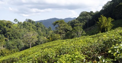 Tea plantation on hills between tropical rainforest, Amani Nature Forest Reserve, Eastern Usambara