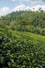 Tea plantation on hills between tropical rainforest, Amani Nature Forest Reserve, Eastern Usambara