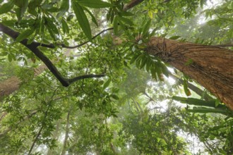 Misty tropical forest with ficus and endemic species on the way to Mount Sorrow in Daintree