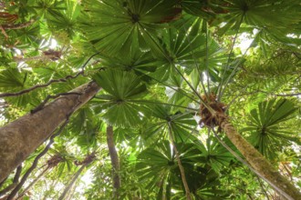 Australian fan palms in sunny rainforest on the way to Mount Sorrow in Daintree National Park