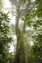 Misty tropical forest with ficus and endemic species on the way to Mount Sorrow in Daintree