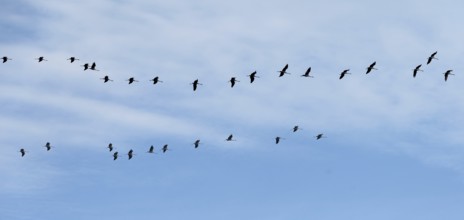 Cranes flying in formation (Grus grus), Darß, Mecklenburg-Western Pomerania, Germany