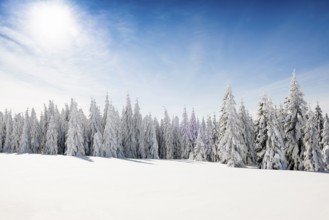 Snow-covered fir trees in sunshine, Stübenwasen, Feldberg, Todtnauberg, Black Forest,