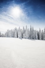 Snow-covered fir trees in sunshine, Stübenwasen, Feldberg, Todtnauberg, Black Forest,