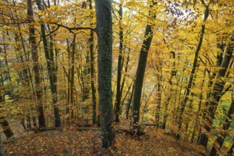 Autumn forest, near Überlingen, Lake Constance, Baden-Württemberg, Germany