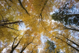 Autumn forest, view of the treetops from below, Schauinsland, Freiburg im Breisgau, Black Forest,