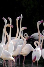 Pink flamingos, Phoenicopterus ruber-roseus