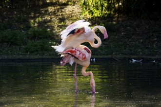 Pink flamingos, Phoenicopterus ruber-roseus, mating